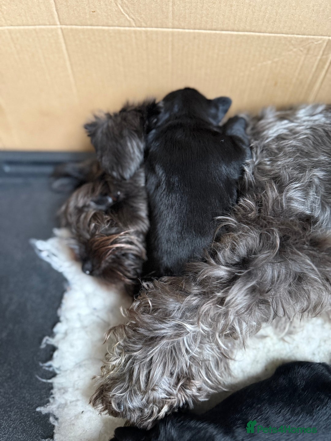 Miniature Schnauzer dogs for sale: Stunning pure black miniature schnauzer puppy - Image 14