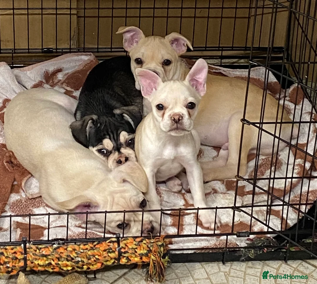 Gallery Image {{count}}