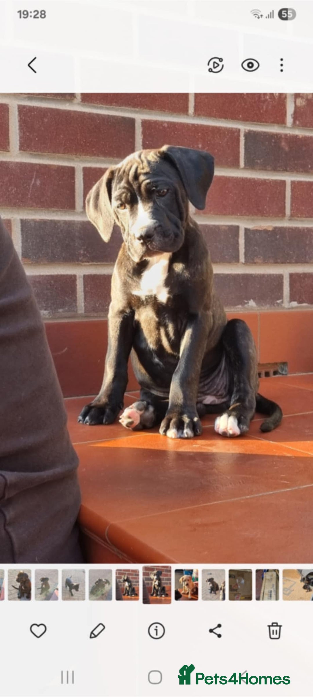 Mixed Breed dogs for sale: Ready to collect – Cane Corso x Staffy puppies  - Image 9