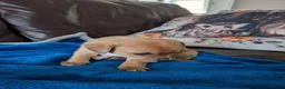 Jack Chi dogs for sale: 7 Jack Chi Puppies - Advert 7