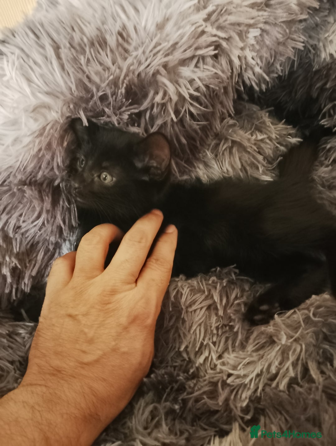 Mixed Breed cats for sale: So Cute and Beautiful Kittens  - Image 6