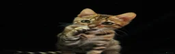Bengal cats for sale: 🔥Beautiful Bengal girl available🔥 - Advert 14