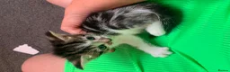 Mixed Breed cats for sale: Kittens  - Advert 7