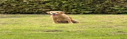 Labrador Retriever dogs for stud: KC working Labrador stud  - Advert 3
