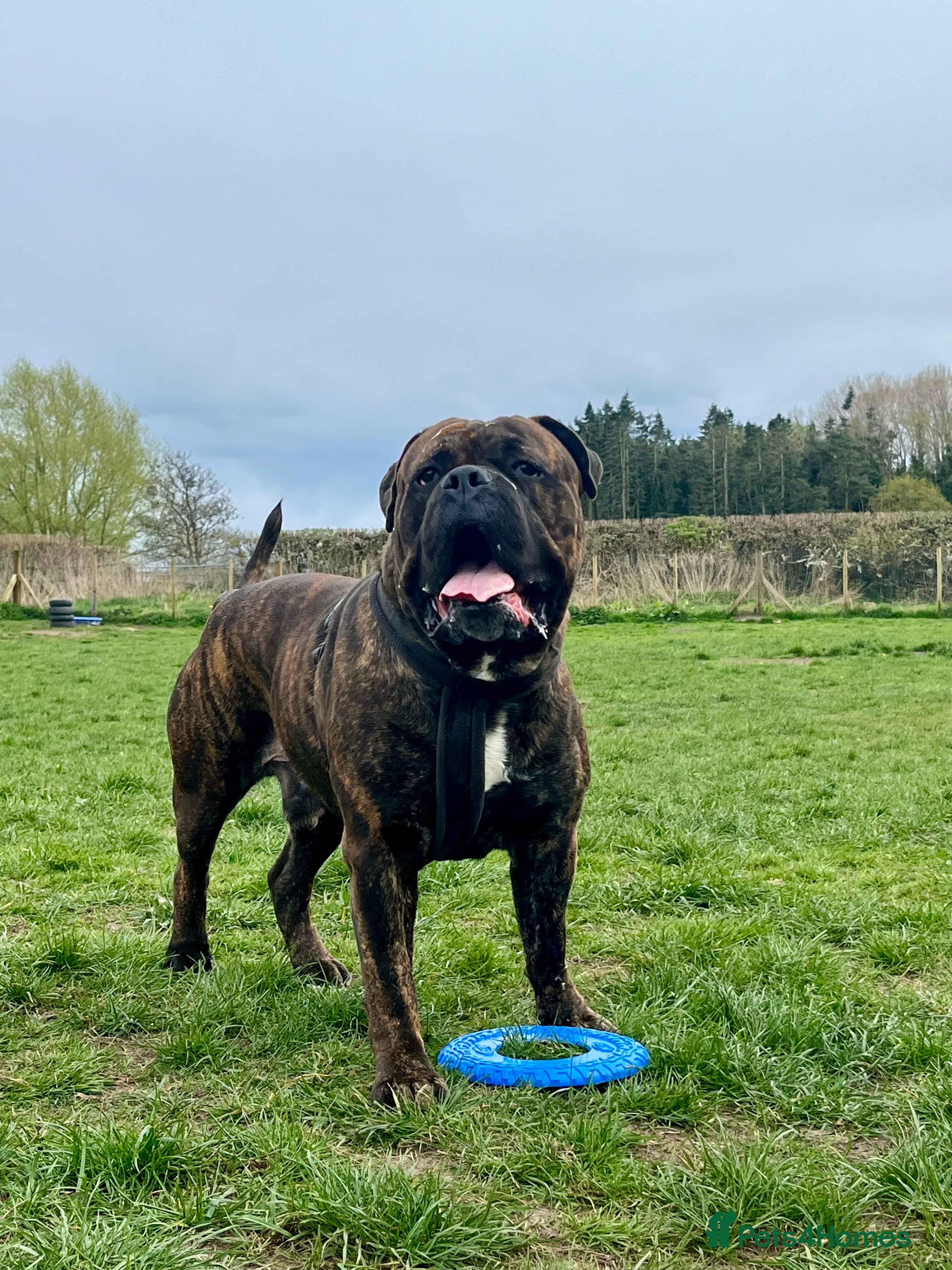 Mixed Breed dogs beautiful cane corso X mastiff - Advert 11