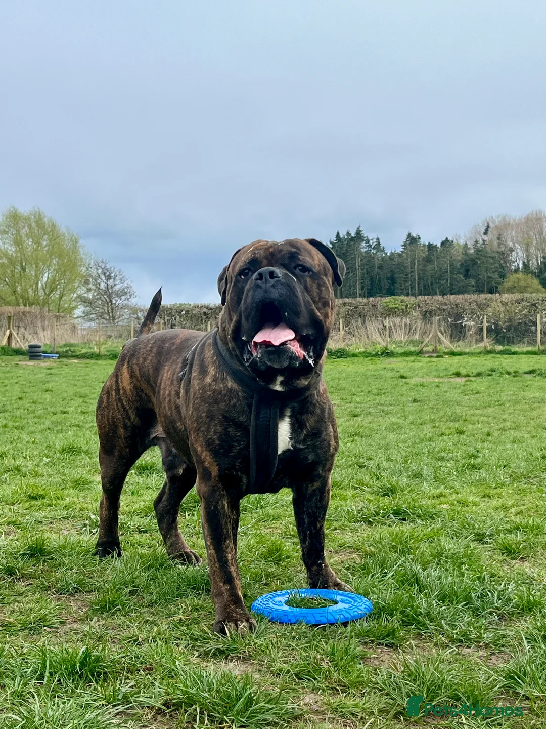 Mixed Breed dogs for sale: beautiful cane corso X mastiff - Advert 1