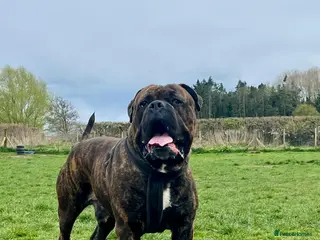 Mixed Breed dogs beautiful cane corso X mastiff - Advert 11
