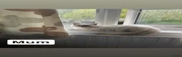 Ragdoll cats for sale: 🐾 Beautiful Ragdoll Kittens 🐾 - Advert 10
