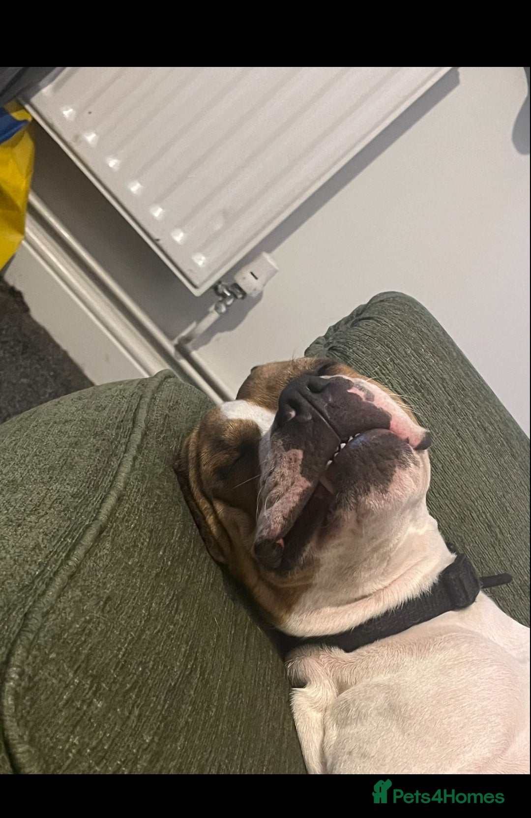 Mixed Breed dogs for sale: Bailey - Advert 5