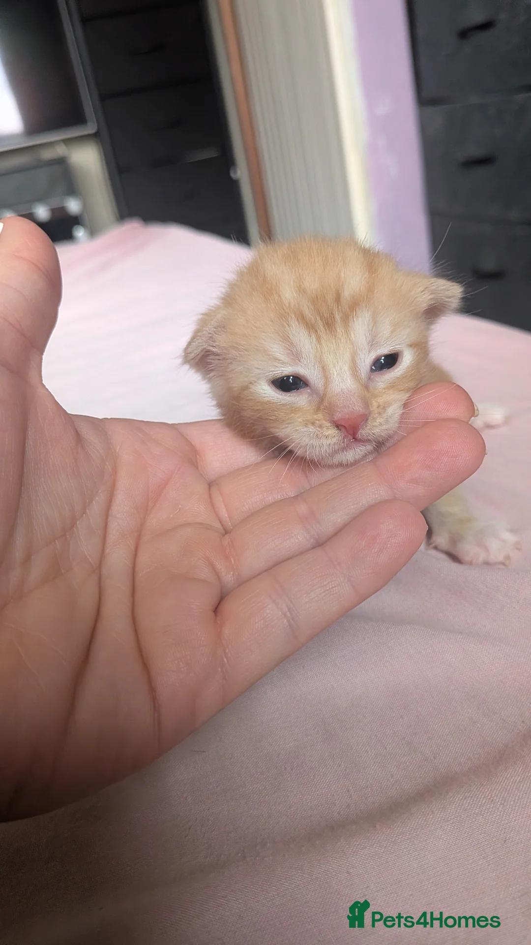 Mixed Breed cats for sale: Kittens for sale - Advert 2