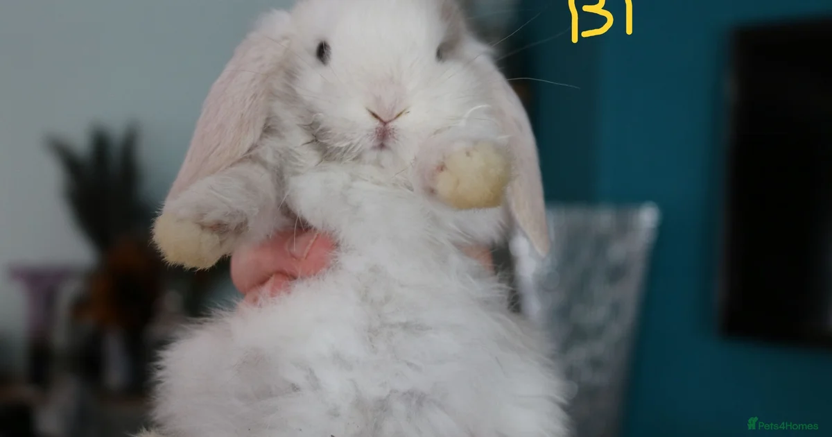 Rabbits for sale in Maidstone, Kent | Pets4Homes