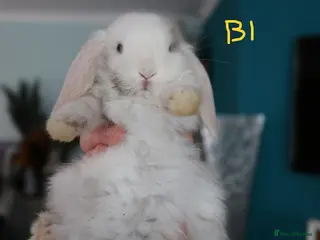 Mini Lop rabbits for sale: Mini Lop babies - Bucks - Advert 1