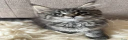 Maine Coon cats for sale: ⭐️Beautiful Maine Coon Kittens⭐️ - Advert 26
