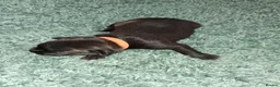 Staffordshire Bull Terrier dogs for sale: 7 Beautiful KC blue and black puppies 4 girl 3 boy in Walsall - Advert 21