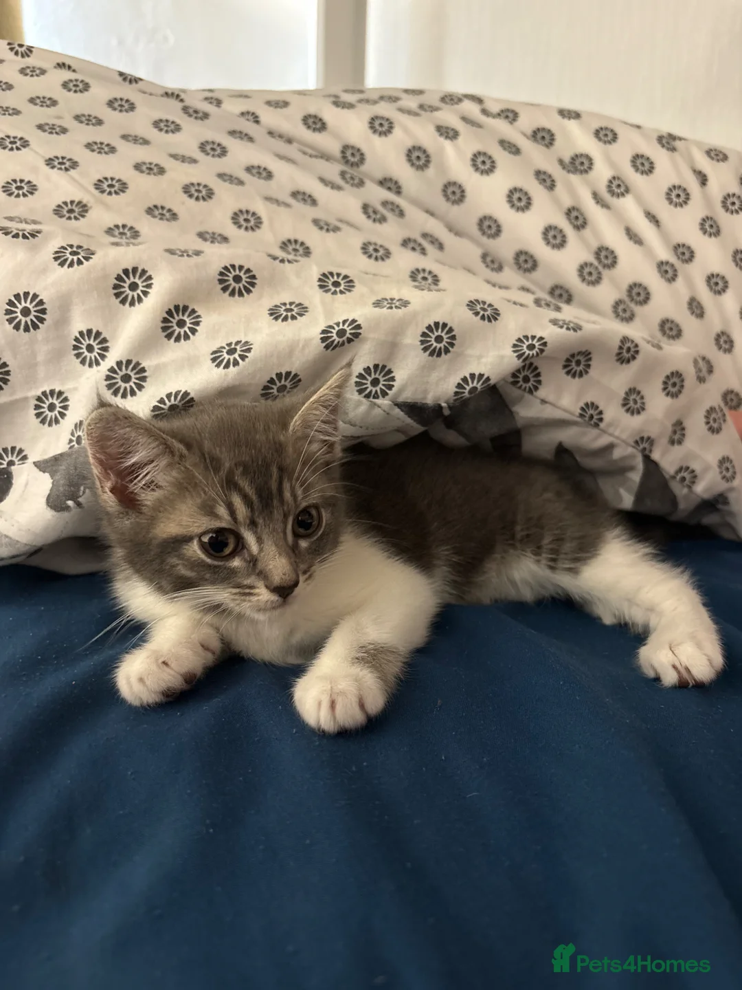 Bengal cats for sale: 3 Beautiful Blue Bengal Kittens in Manchester - Advert 1