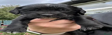 Cocker Spaniel 2