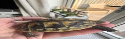 Hermann Tortoise reptiles for sale: Hermanns tortoise incuding set up  in Newhaven - Advert 3