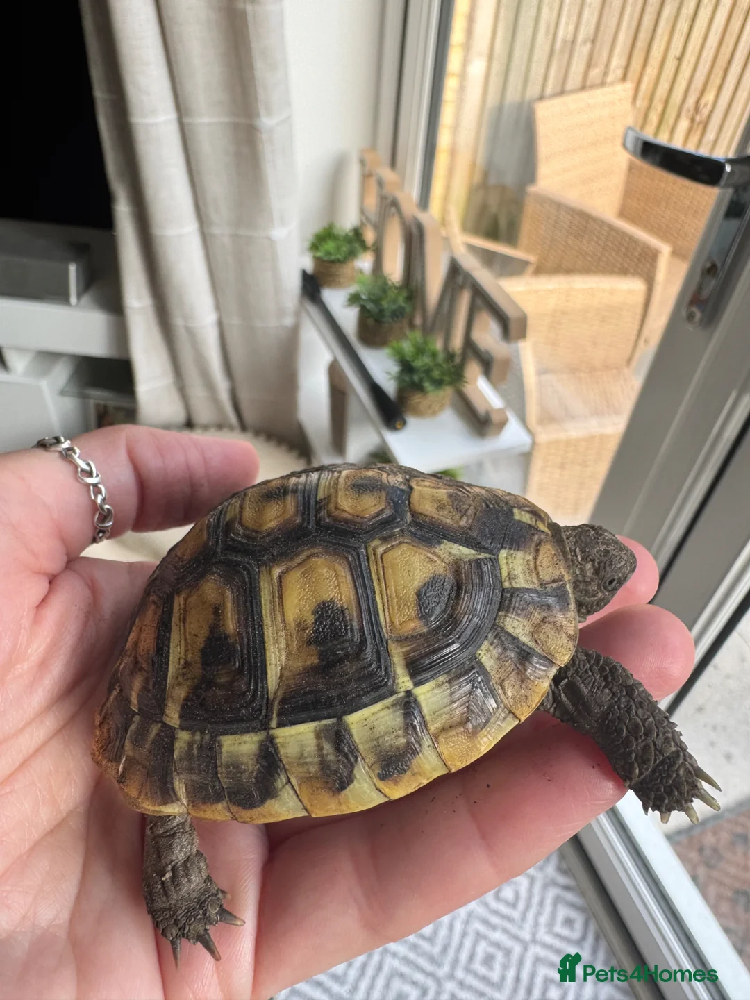 Hermann Tortoise reptiles for sale: Hermanns tortoise incuding set up  in Newhaven - Advert 3