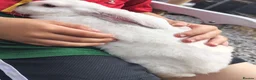 Mini Lop rabbits for sale: Mini lop babies - Advert 3