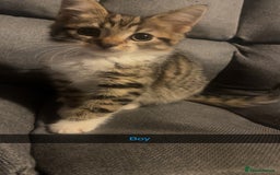 Domestic Shorthair cats for sale: 5 beautiful kittens  - Image 5