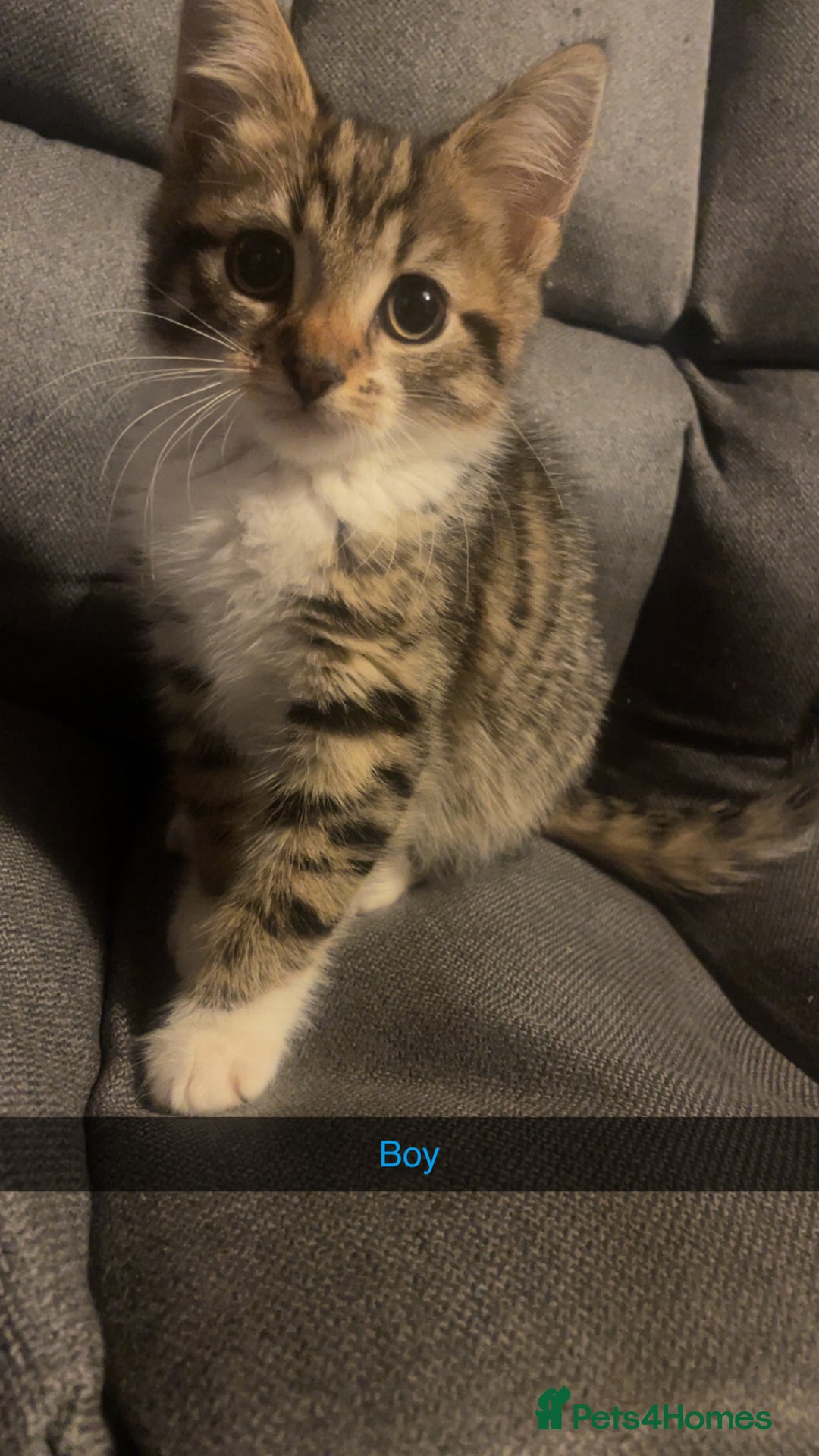 Domestic Shorthair cats for sale: 5 beautiful kittens  - Image 5