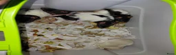 Rat rodents for sale: n 5 black with patch white belly and 5 girls left - Advert 6