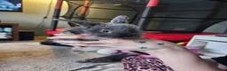 Mini Lop rabbits for sale: Mixed Male and female mini lop baby rabbits in Derby - Advert 3