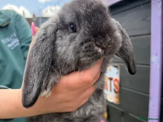 French Lop rabbits French lops - Advert 15