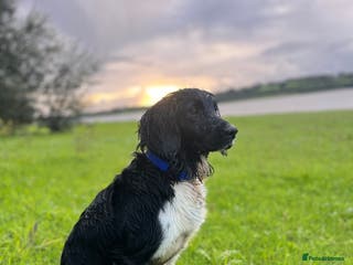 English Springer Spaniel dogs KC Registered Working Springer Spaniel For Stud - Advert 7