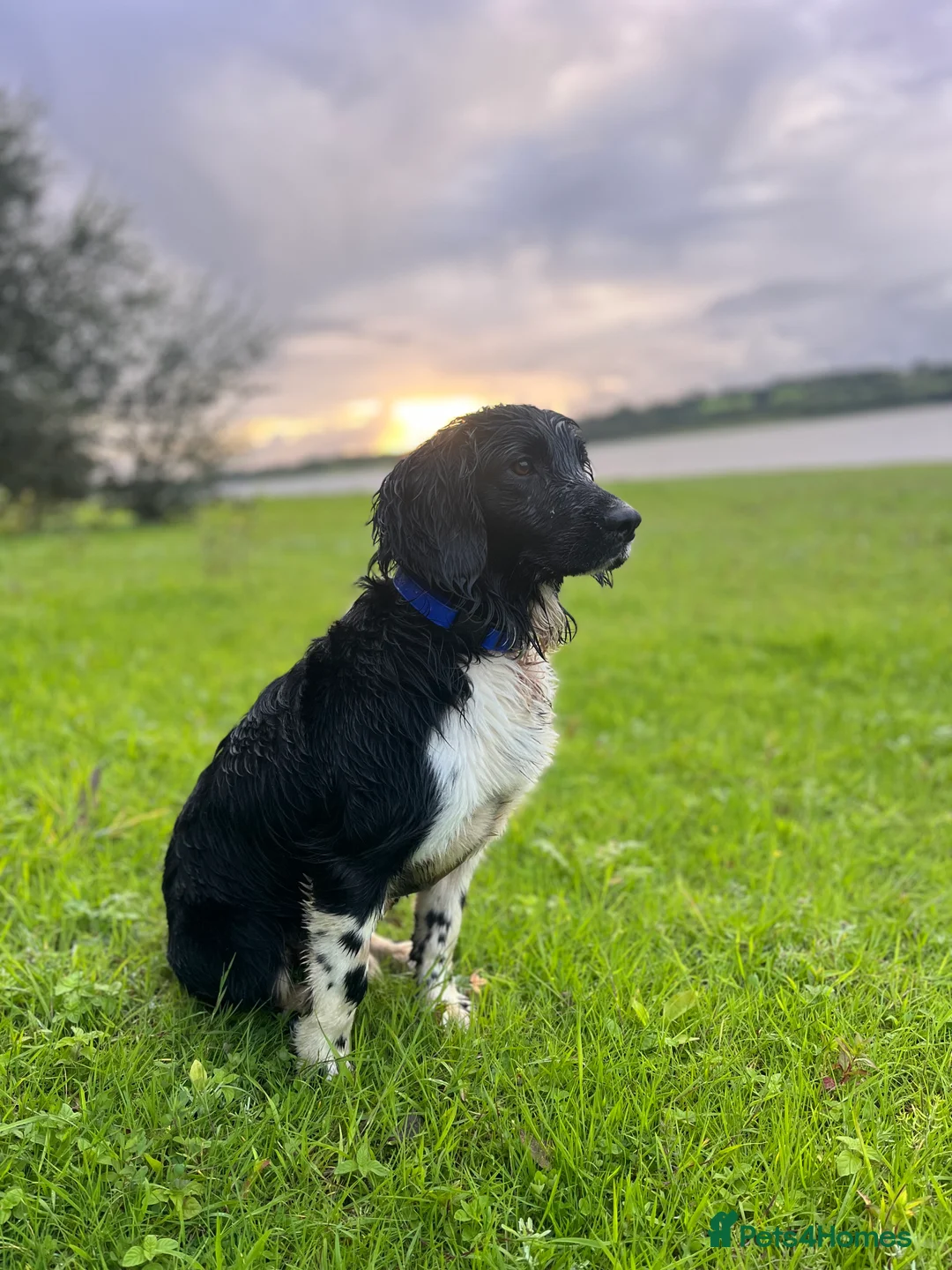 English Springer Spaniel dogs for stud: KC Registered Working Springer Spaniel For Stud - Advert 1