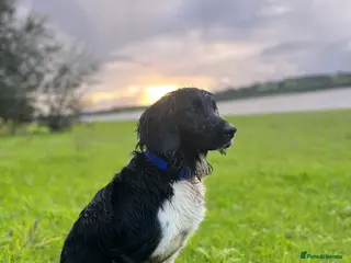 English Springer Spaniel dogs KC Registered Working Springer Spaniel For Stud - Advert 2