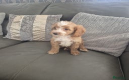 Cockapoo dogs for sale: F1 cockapoo - Ready Now - Image 29
