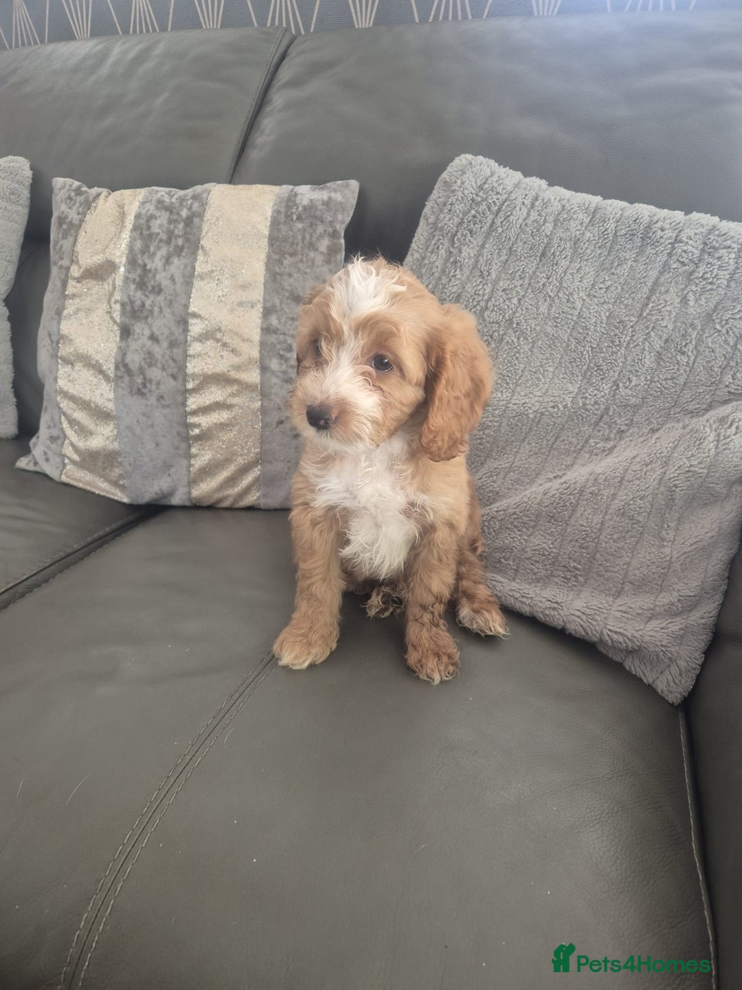 Cockapoo dogs for sale: F1 cockapoo - Ready Now - Image 29