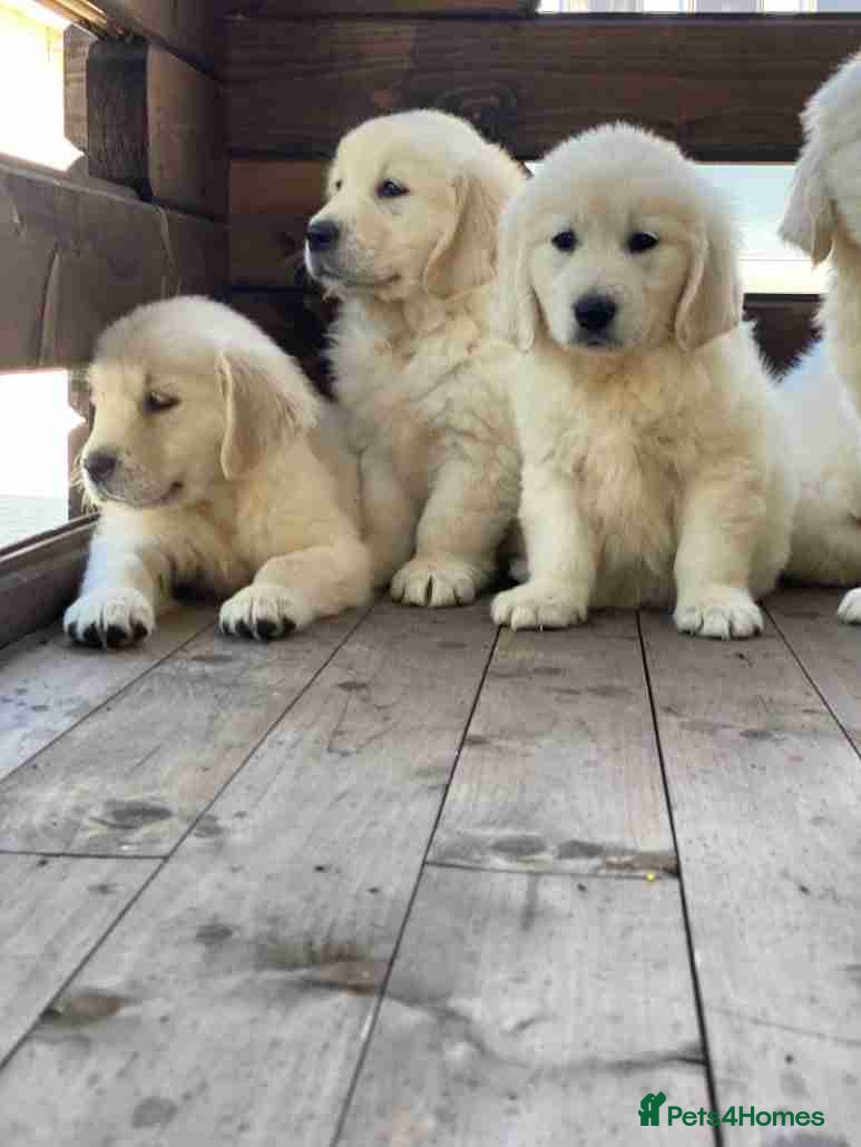 Golden Retriever dogs for sale: Delightfully litter golden retriever puppies in Baldock - Advert 1