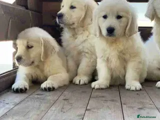 Golden Retriever dogs Delightfully litter golden retriever puppies - Advert 8
