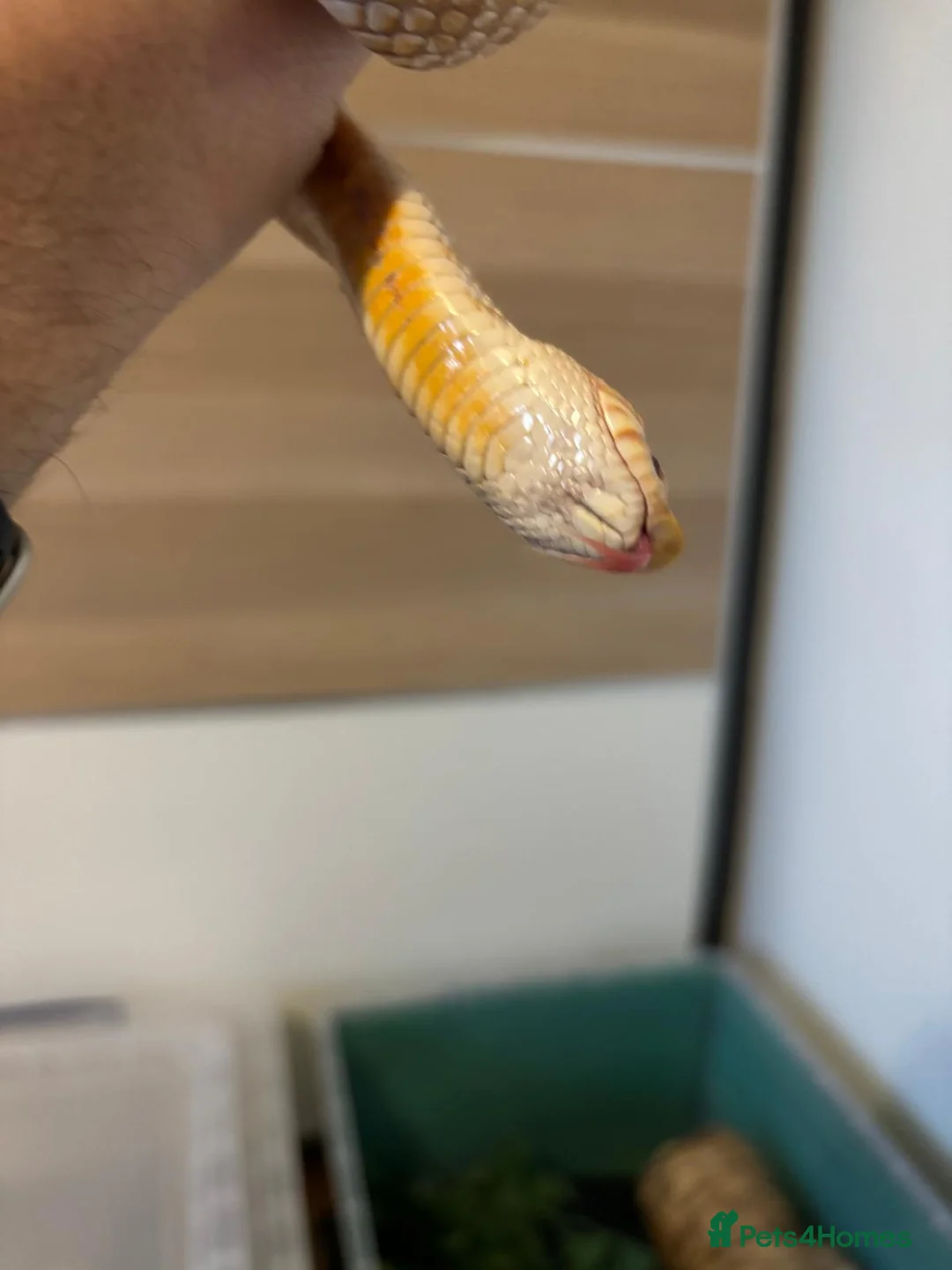 Snake reptiles for sale: Hognose snakes  in Havant - Advert 5