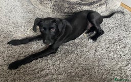 Lurcher dogs for sale: Lurcher puppy - Image 2