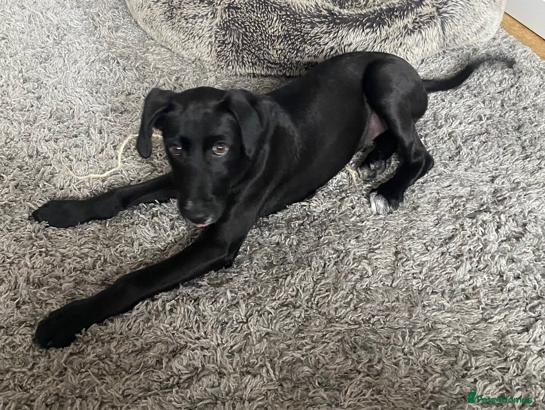 Lurcher dogs for sale: Lurcher puppy - Image 2