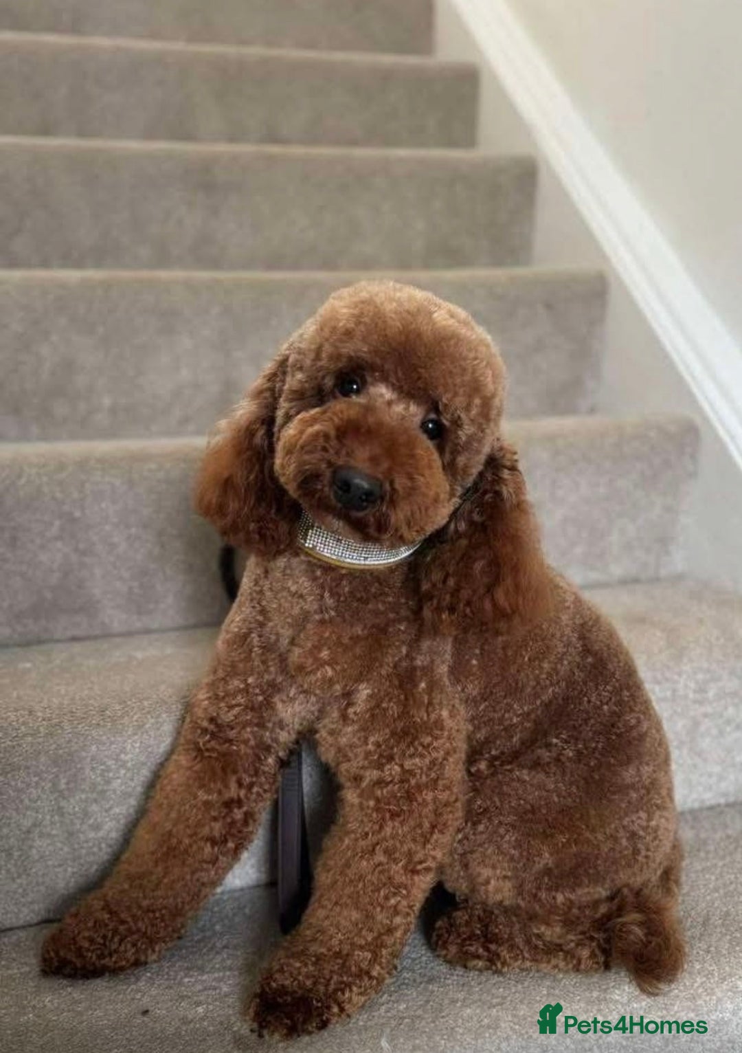 Labradoodle dogs for sale: **1 girl left** Beautiful F1 Labradoodles - Advert 13