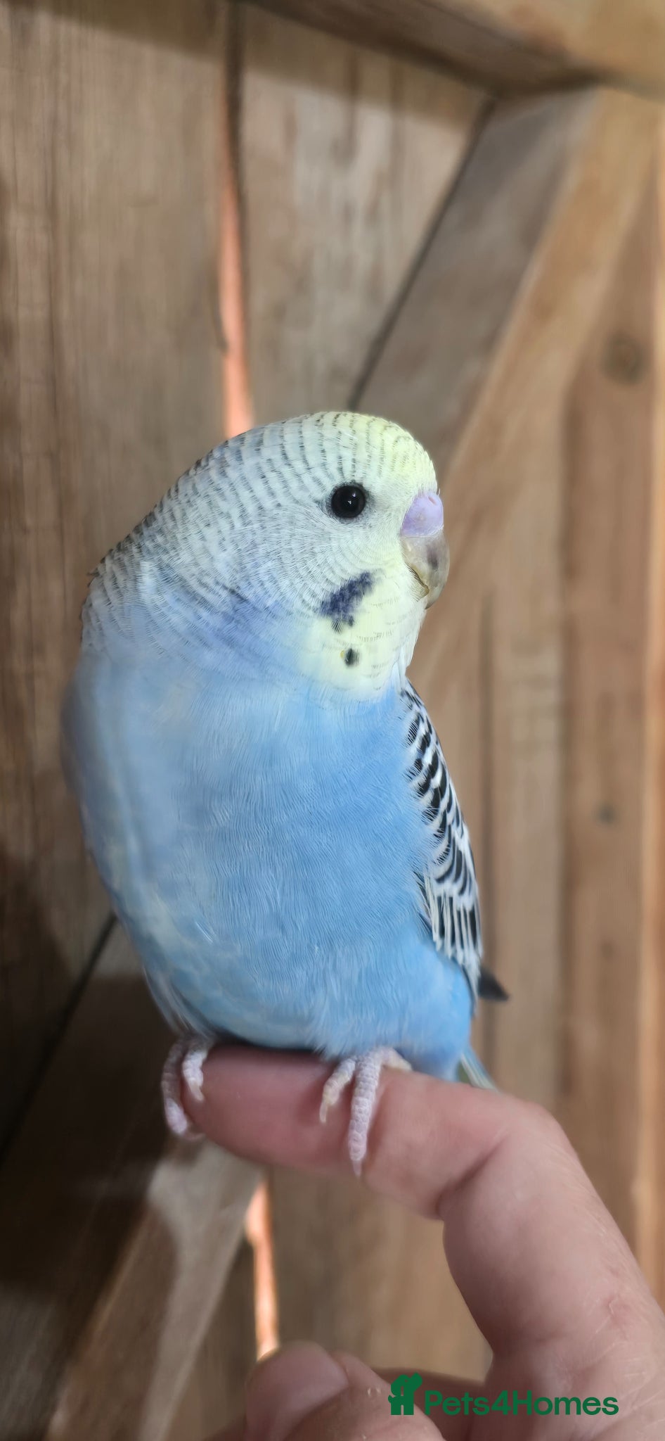 Budgerigars birds Gorgeous Baby Budgies - Advert 2