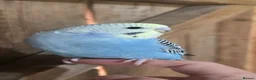 Budgerigars birds for sale: Gorgeous Baby Budgies - Advert 3