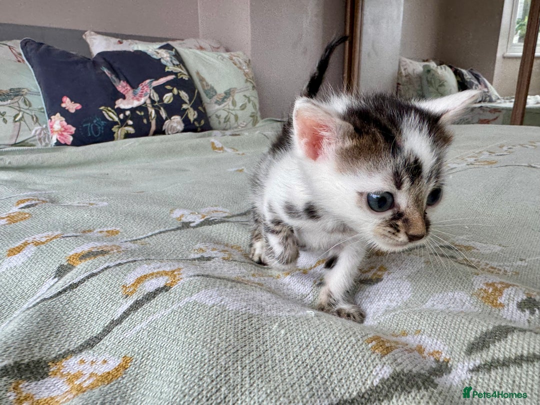 Bengal cats for sale: Bengal kittens 4 pure bangals 5 bengal x kittens - Image 26