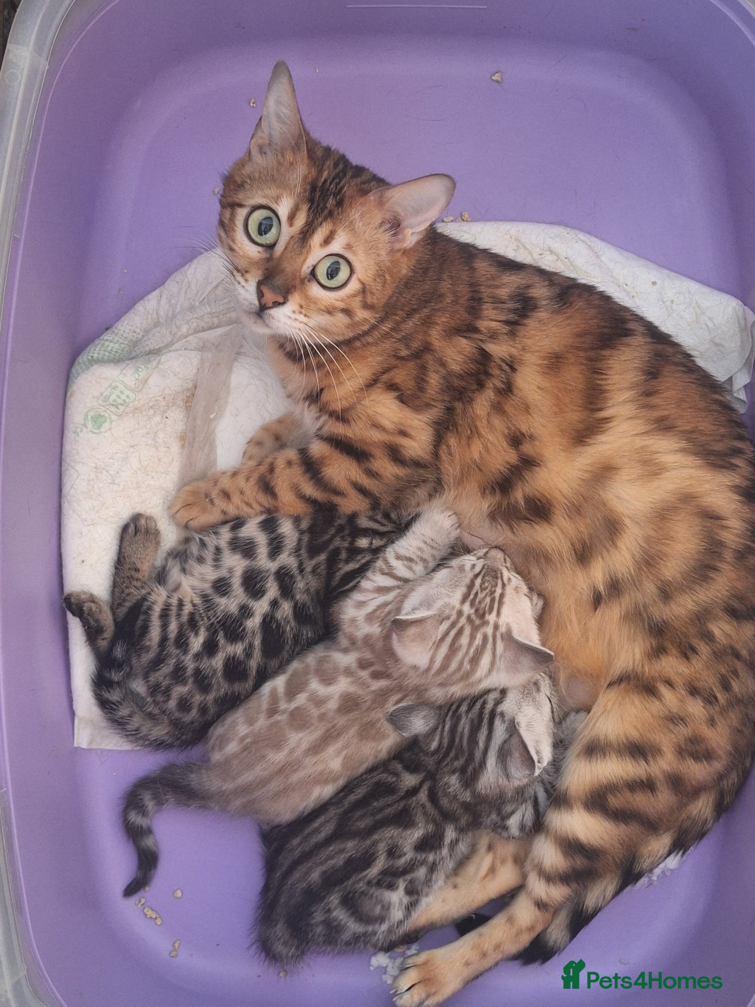 Bengal cats Bengals rare colours with clouded Leopard pattern - Advert 1