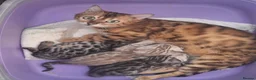 Bengal cats for sale: Bengals rare colours with clouded Leopard pattern in Mexborough - Advert 1