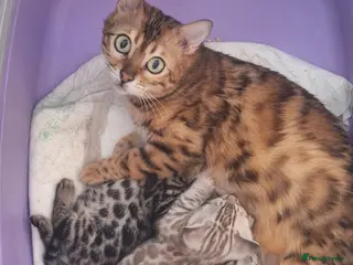 Bengal cats Bengals rare colours with clouded Leopard pattern - Advert 1