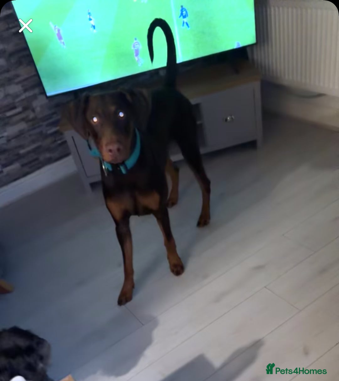 Dobermann dogs for stud: Doberman red&rust stud - Image 9
