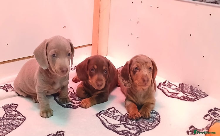 Miniature Dachshund dogs - Advert 2
