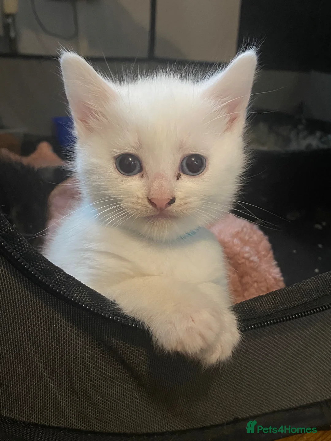 Maine Coon cats for sale: 4 stunning kittens  - Advert 2