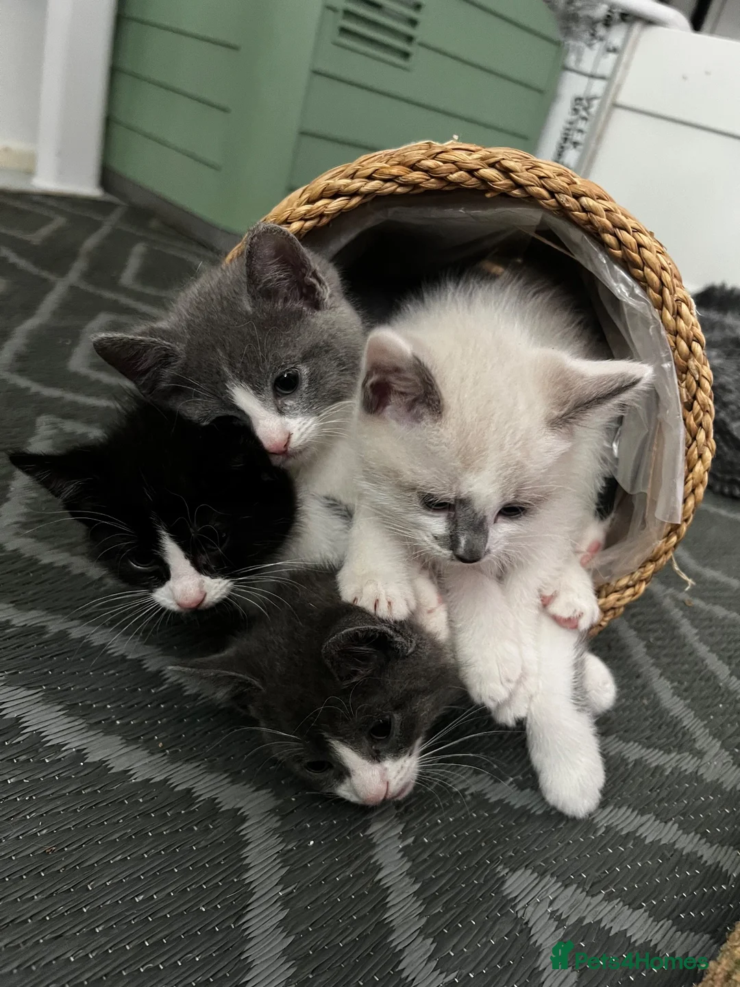 Ragdoll cats for sale: Mixed Russian blue and 1 ragdoll mix  in London - Advert 14