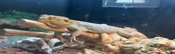 Bearded Dragon reptiles for sale: Bearded Dragon with 6ft Viv - Advert 3